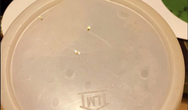 榮耀學校二10-金片神蹟